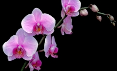 Orchid design